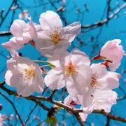お花見だんご★プロフご一読願いますの画像