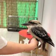 ワライカワセミの画像