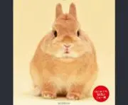 だいちゃんまる