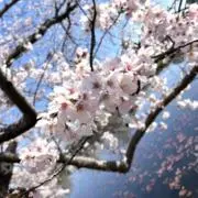 Rの画像