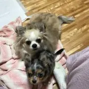 にゃー