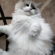 ルナ