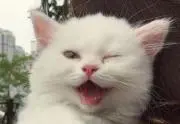 めーちゃんたーちゃん