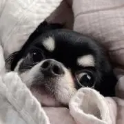 ぷろふよんでねの画像