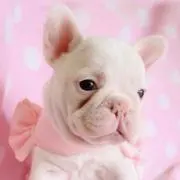 ちょこ