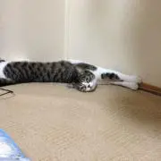 みみこ