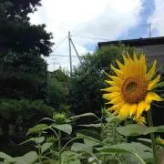 ニョッキ