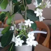 ベニバナの画像