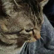 Misoraの画像