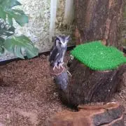 つきこ