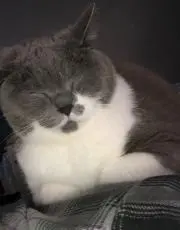 わさび