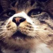 siaの画像