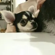 ぷぷ