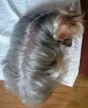 実は犬