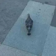 スノウ