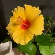 Aの画像