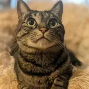 ねこ(灬º‿º灬)♡