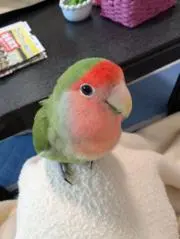 ちゃこの画像