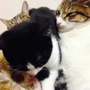ちえり