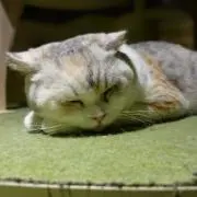ゆうき
