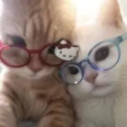 マリモの画像