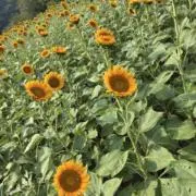 フワの画像