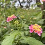ハイディー　早い者勝ちですよ(^○^)の画像
