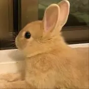 Ricoの画像