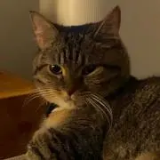 tmmの画像