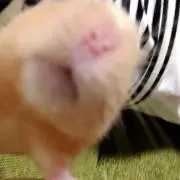 七色亜茶 ペ・ヨンジュン 等身大パネル - メルカリ