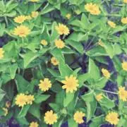 Flowerの画像
