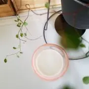みるくの画像