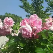 アキ★