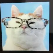 猫美