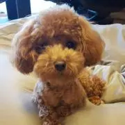 チャッピー