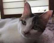 めぐ