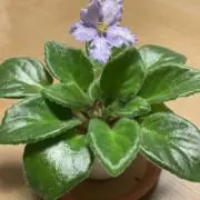 さくらんぼの画像