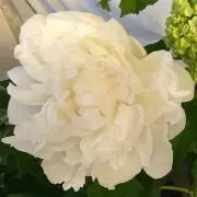 SHOの画像