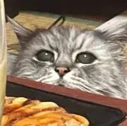 ぬこの画像