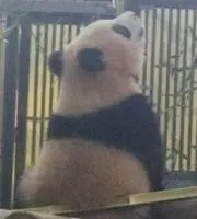 ぱんだ子