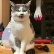 ソラの画像