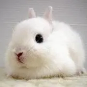 Image of うさぎ