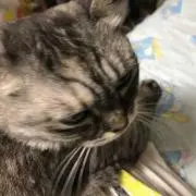 ねね蔵