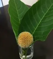 yabuの画像