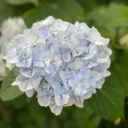 紫陽花