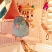 まめ