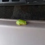 そんそん