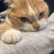 いるかの画像