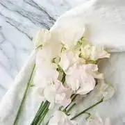 T.の画像