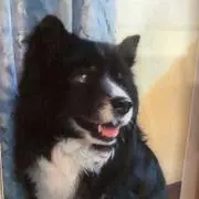 チャーリーの画像